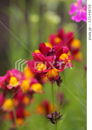 ヒメキンギョソウの花と雨雫 13549656