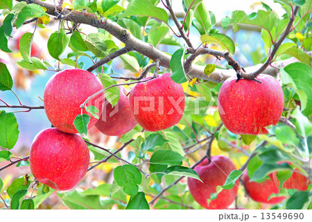 赤いリンゴの実 13549690