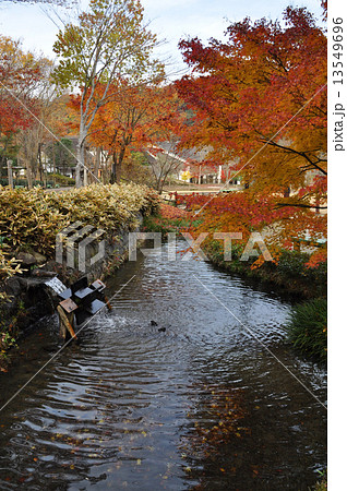 夕やけ小やけふれあいの里の紅葉 13549696