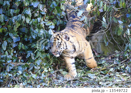 トラの赤ちゃん 13549722