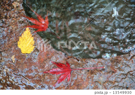 秋の丈山苑　詩泉閣 13549930