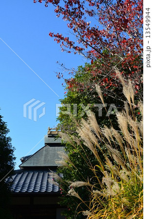 秋の丈山苑 13549944