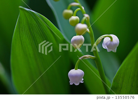 すずらん 13550576