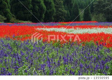 サルビアの絨毯 13550595