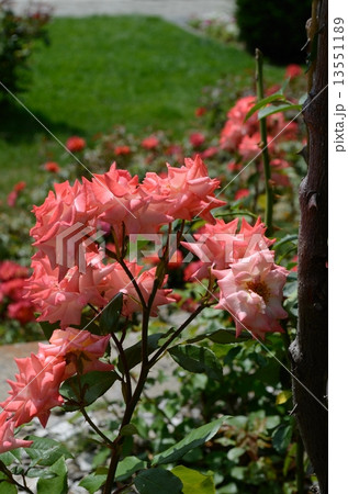 紅色の薔薇 13551189