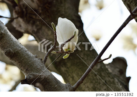 モクレンの花 モクレンの花 13551392