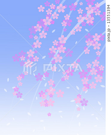 桜と青空 13551394