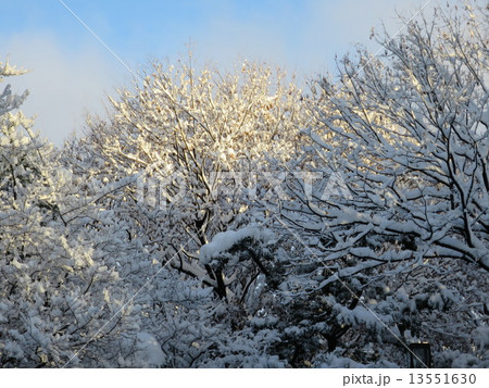 雪景色 13551630