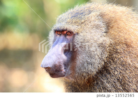 アヌビスヒヒ アヌビスヒヒ 13552565