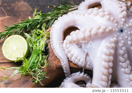 Octopus on ice 13553311