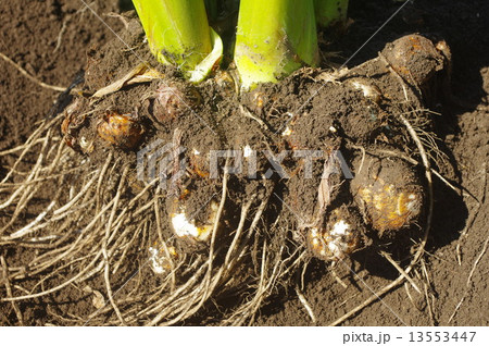 畑のサトイモ(地下部) 畑のサトイモ(地下部) 13553447