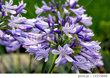 アガパンサスの花 アガパンサスの花 13553666