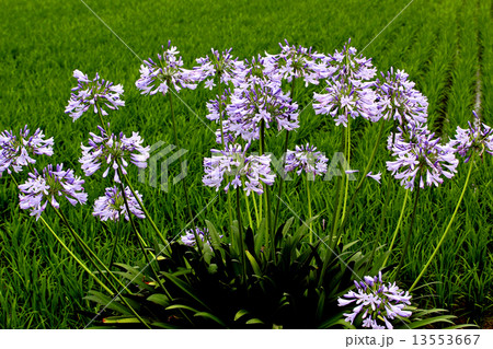 アガパンサスの花 アガパンサスの花 13553667