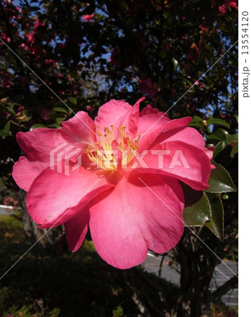 カンツバキ・イメージ（２） 13554120