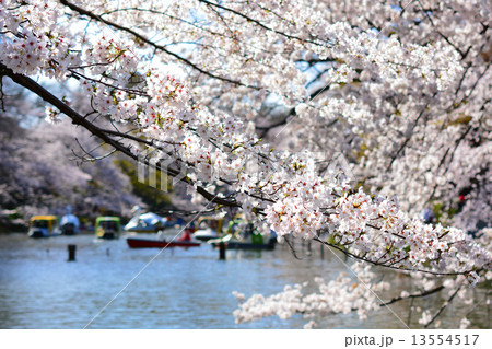 桜の井の頭公園 桜の井の頭公園 13554517