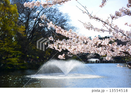 井の頭恩賜公園 井の頭恩賜公園 13554518