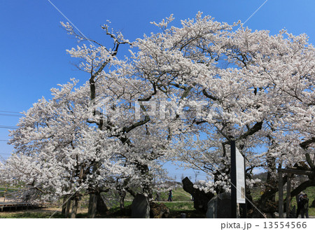 石部桜(会津五桜) 石部桜(会津五桜) 13554566