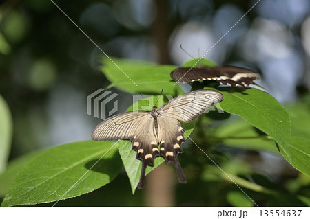 ジャコウアゲハ 13554637