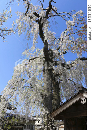 建福寺のシダレ桜 13554650