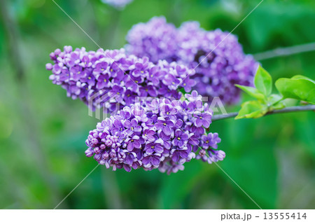 Branch of lilac flowers 13555414
