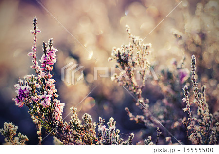 Frozen heather flower Frozen heather flower 13555500