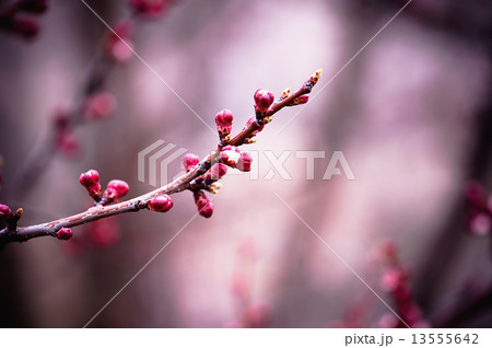 Apricot tree flower 13555642
