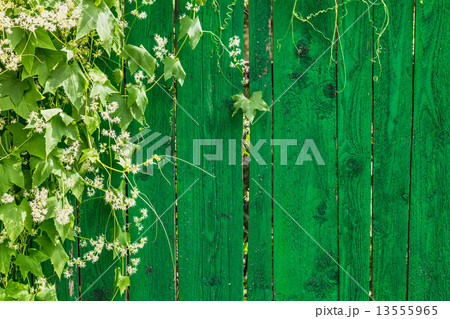 Green wooden fence and plant Green wooden fence and plant 13555965