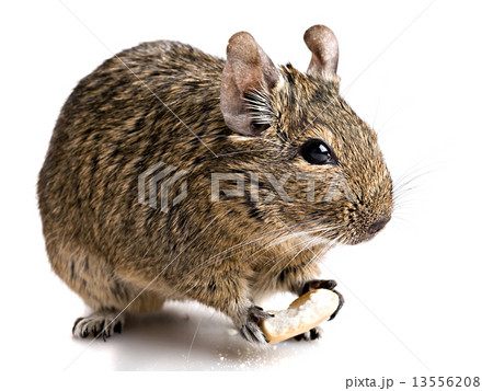 hamster chewing bake 13556208