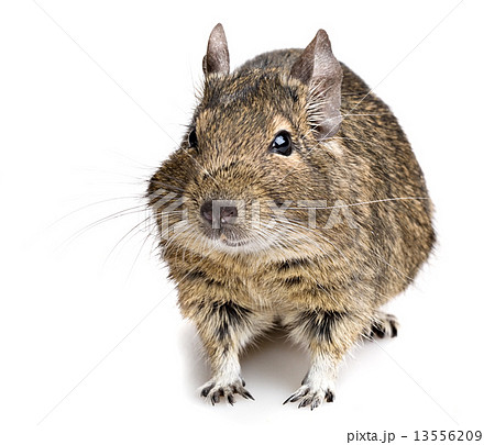 degu rodent 13556209