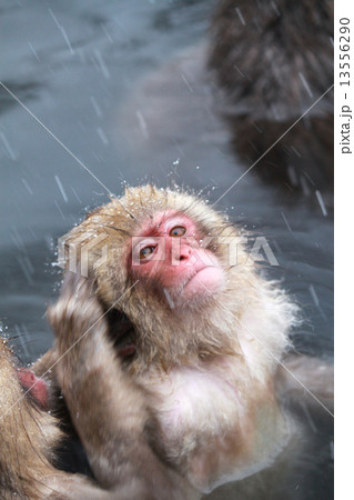 猿 ガッツポーズの写真素材