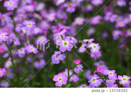バージニアストックの花と雨雫 バージニアストックの花と雨雫 13556302