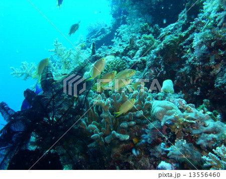 フィリピンの黄色い綺麗な熱帯魚の群れ 13556460