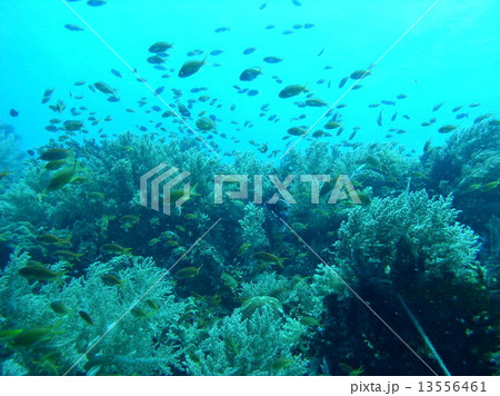 フィリピンの黄色い綺麗な熱帯魚の群れ フィリピンの黄色い綺麗な熱帯魚の群れ 13556461