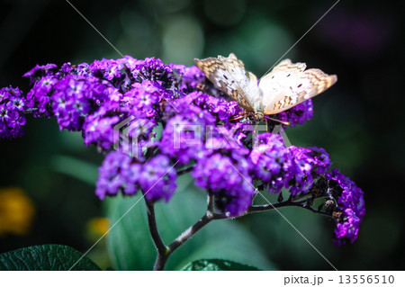 White Peacock Anartia Jatrophae 13556510