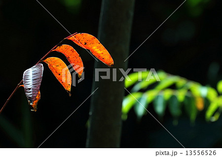 赤い葉 赤い葉 13556526