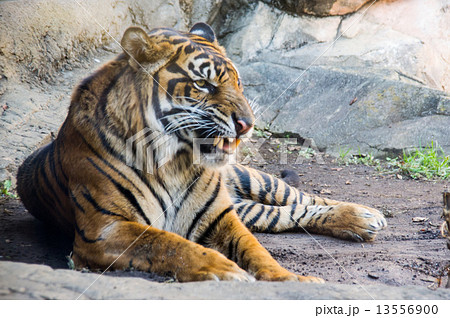 上野動物園|スマトラトラ 上野動物園|スマトラトラ 13556900