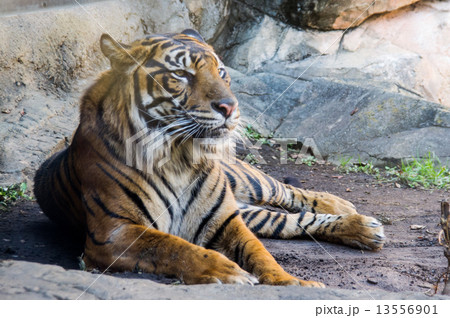 上野動物園｜スマトラトラ 13556901