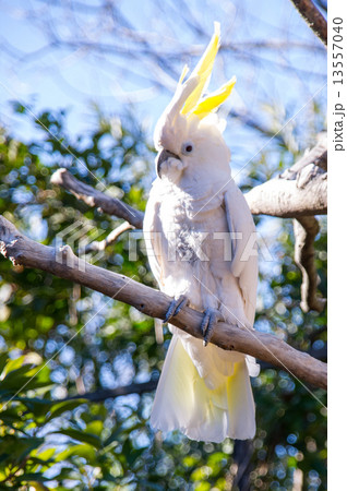 上野動物園｜アオメキバタン 13557040