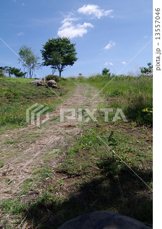 丘への小道 13557046