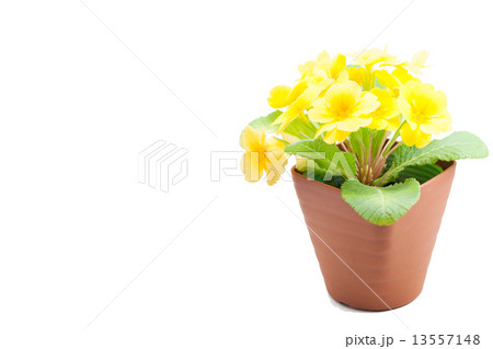 プリムラ・ジュリアン 13557148