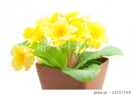 プリムラ・ジュリアン プリムラ・ジュリアン 13557149