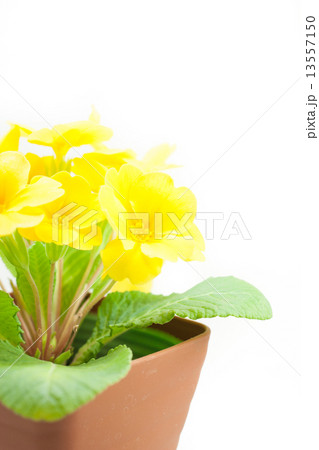 プリムラ・ジュリアン 13557150