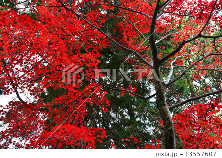 金比羅紅葉26 13557607