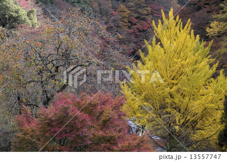 風景 風景 13557747