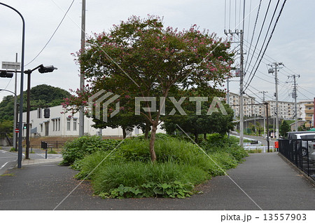 別れ道の写真素材