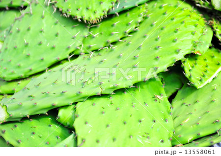 南米料理の食材 サボテン 南米料理の食材 サボテン 13558061