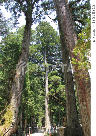 金剛峯寺 金剛峯寺 13558815