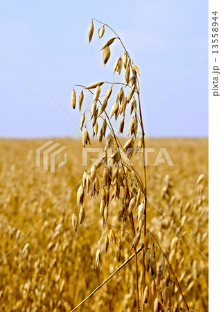 Oats stems on field 13558944