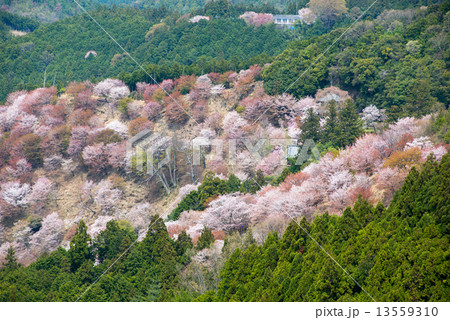 吉野の桜 13559310