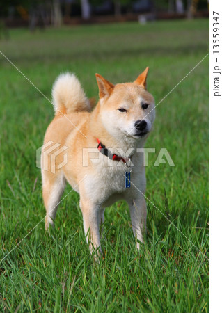 すました柴犬 すました柴犬 13559347